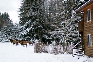 Elk outside of the IMG headquarters in Ashford, WA at the base of Mt. Rainier