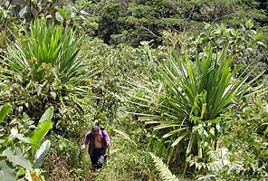 The approach trek to Carstensz Pyramid with International Mountain Guides