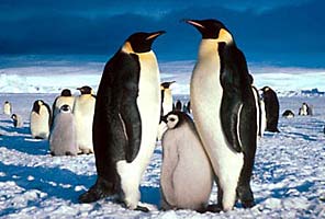 Emperor penguins in Antarctica