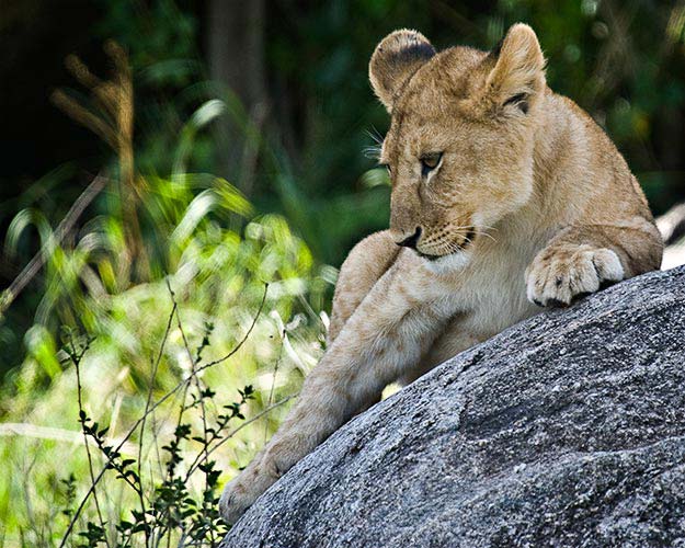 A lion cub shows off for the camera. (Photo by IMG Guide Adam Angel)