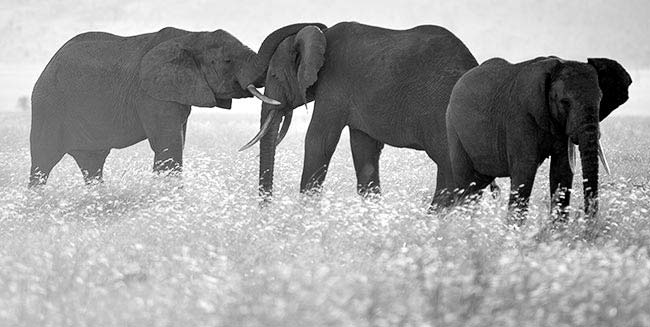 Elephants Playing (Photo Adam Angel)