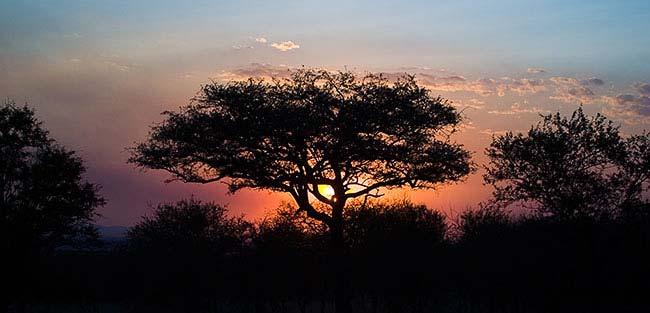 Acacia tree sunset on the Serengeti. Photo by IMG Guide Adam Angel