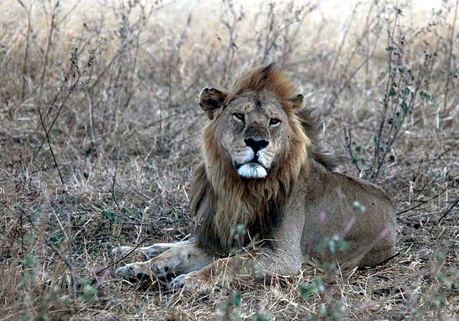 The 'locals' of the Serengeti! Photo by Robyn Garrison