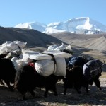 Yak teams heading to Intermediate Camp Yak teams heading to Intermediate Camp