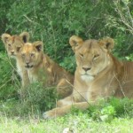 Lioness & cubs. (Photo by Ang Jangbu Sherpa) Lioness & cubs. (Photo by Ang Jangbu Sherpa)