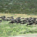 Wildebeest Wildebeest (Photo by Ang Jangbu Sherpa)