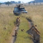 Yield For Lions. (Eben Reckord) Yield For Lions. (Eben Reckord)