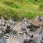 Zebra Stampede (Eben Reckord) Zebra Stampede (Eben Reckord)
