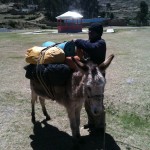 Loading the mules to go to Base Camp (Greg Vernovage)