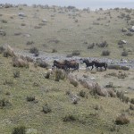 Wild Horses (Jenni Fogle)