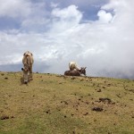 Not pictured: the two missing donkeys.