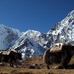 Best All Around. Everest Base Camp Trek. Photo by Clinton Winner. Best All Around. Everest Base Camp Trek. Photo by Clinton Winner.