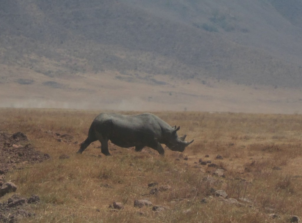 Rhino in Ngorongoro Crater (Eben Reckord)