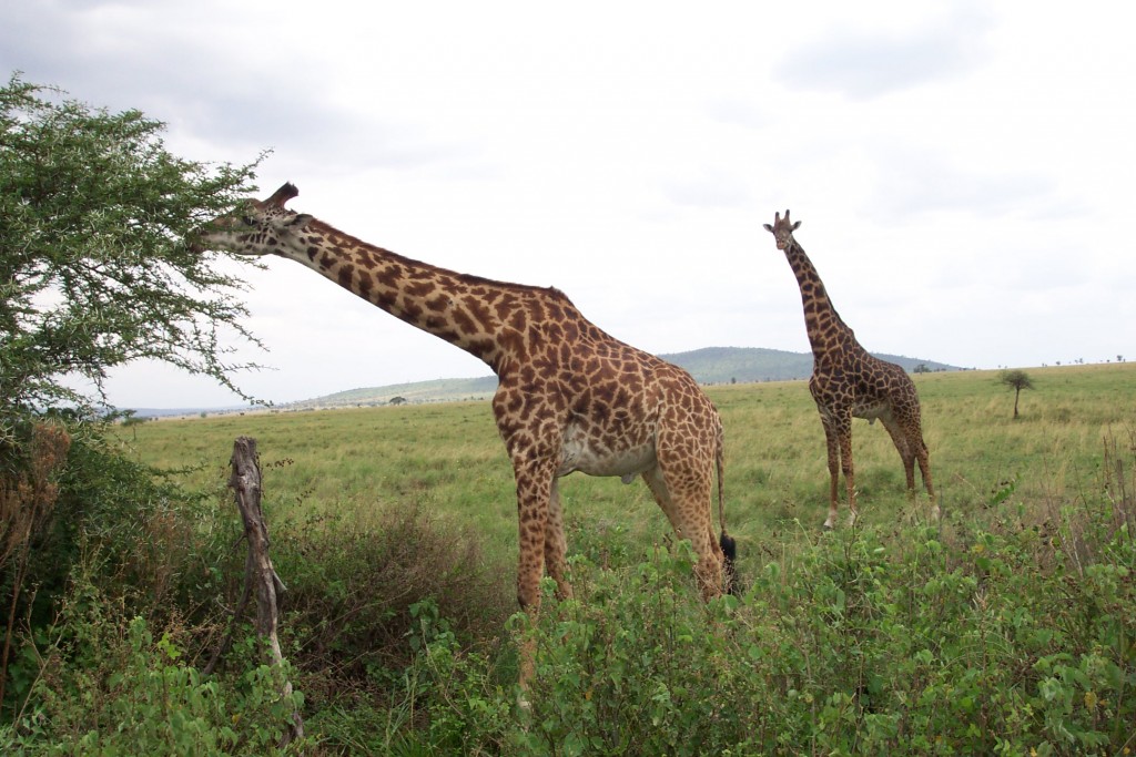 Giraffes munching on Acacia trees