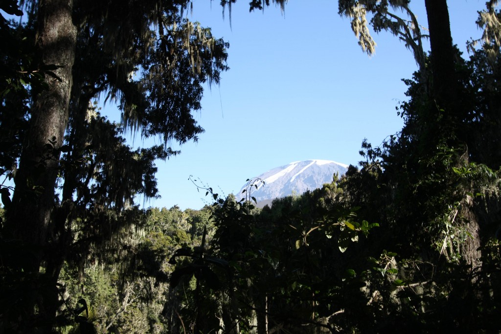 Kili on the decent from Mweka Camp. (Greg Vernovage)