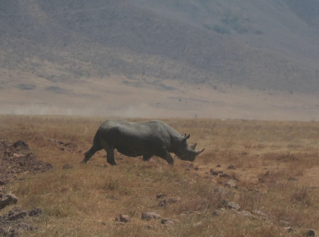 Rhino in Ngorongoro Crater  (Eben Reckord)