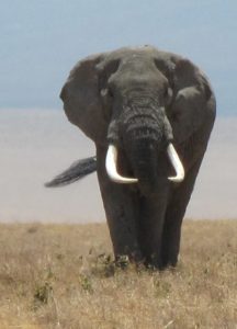 BIG elephant in the Crater (Phil Ershler)