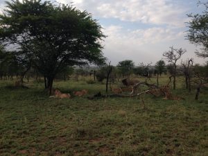 Lazy Lions on the Serengeti (photo: Dustin Balderach)