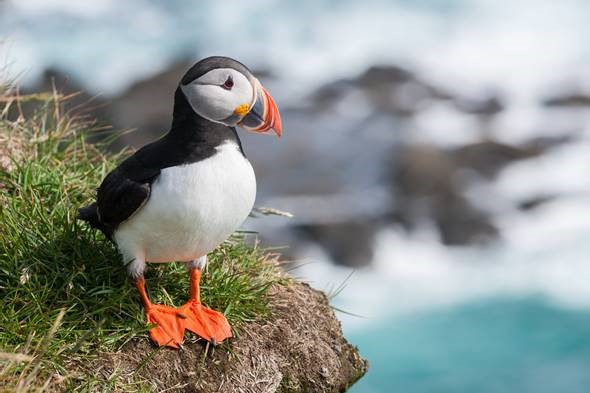 Atlantic puffin - Wikipedia