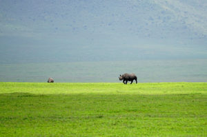 Rhino on the African Safari (Kate Kishfy)