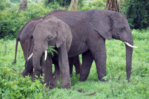 Elephants on the African Safari (Kate Kishfy)