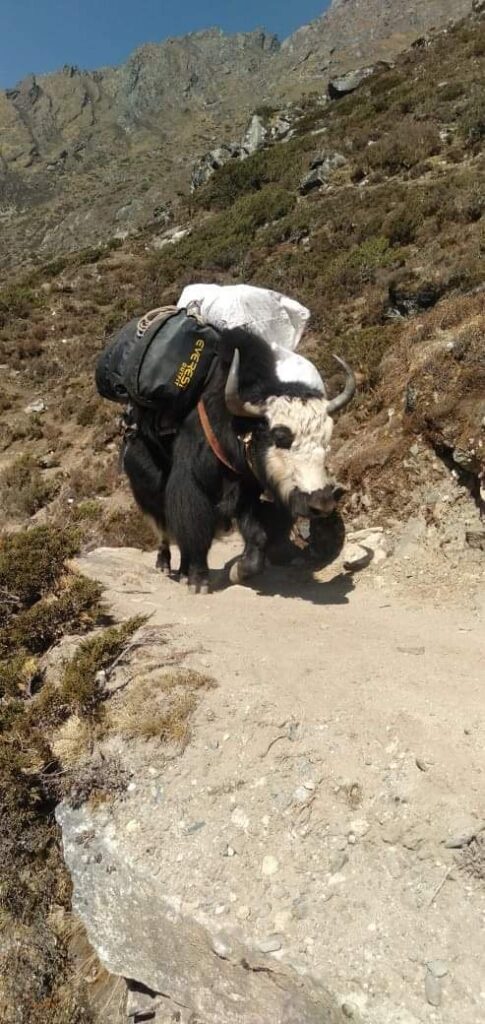Yak carrying gear to EBC (Tshering Tendi Sherpa)