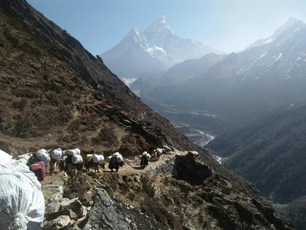 Yak train heading to EBC with Ama Dablam in the distance (Tshering Tendi Sherpa)